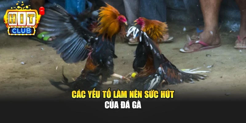 Các yếu tố làm nên sức hút của Đá gà